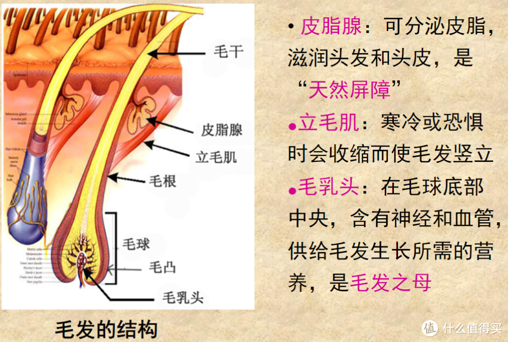 洗头几十年，居然没洗对？洗发的常见误区和问题解析