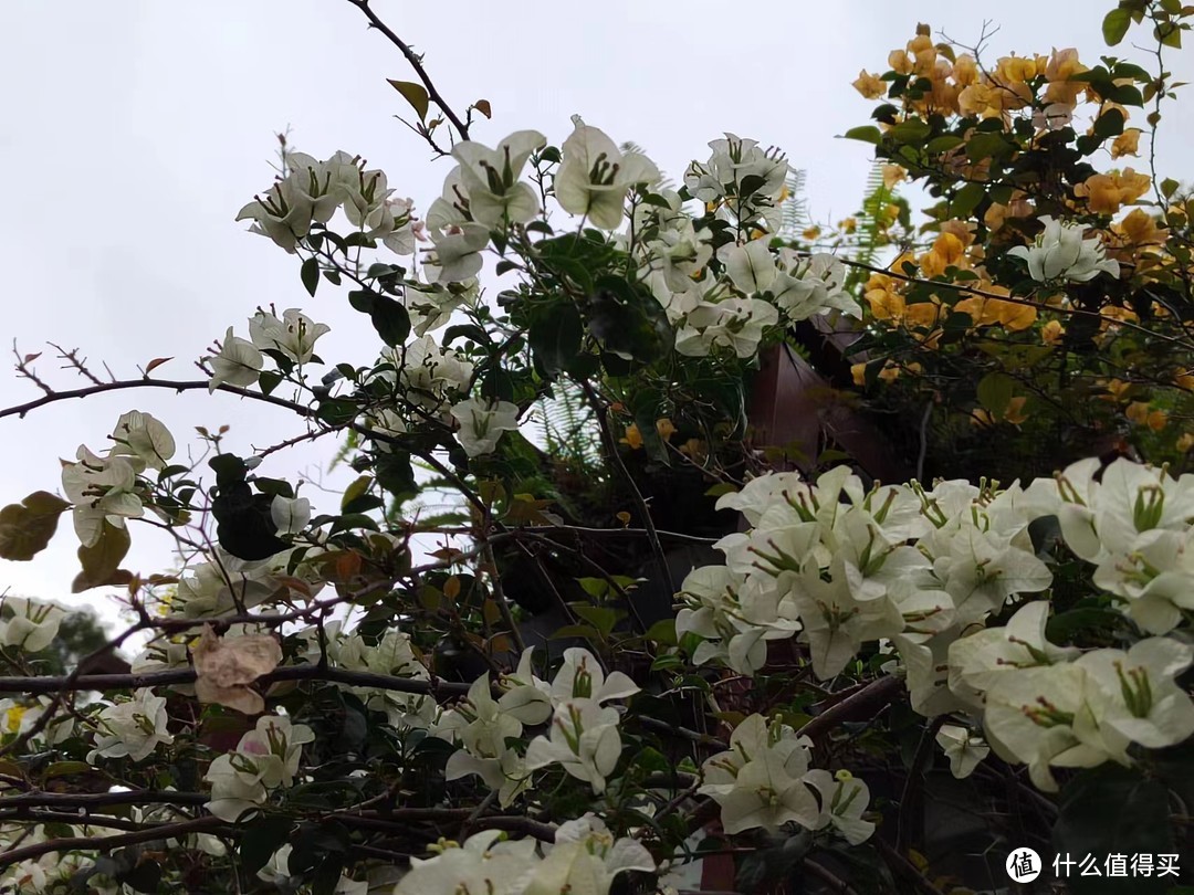 春天到了，来仙湖植物园赏赏花🌸
