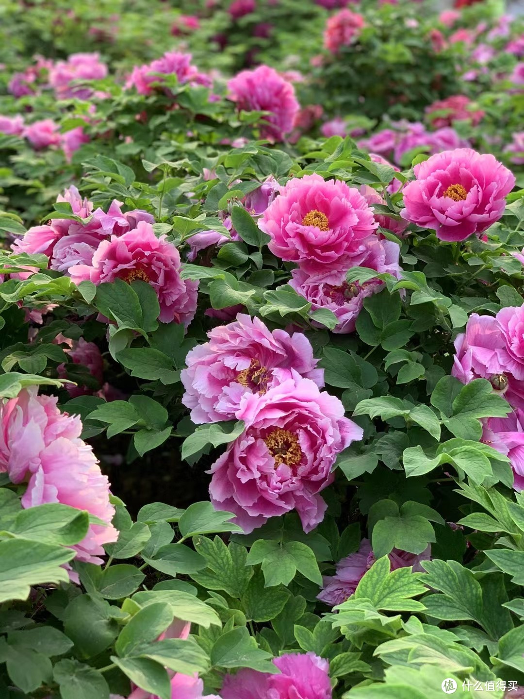 唯有牡丹真国色，花开时节动京城。