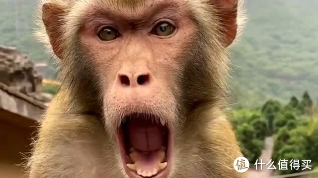 凶凶的猴子，不过动物园动物都是圈养的，应该好一些