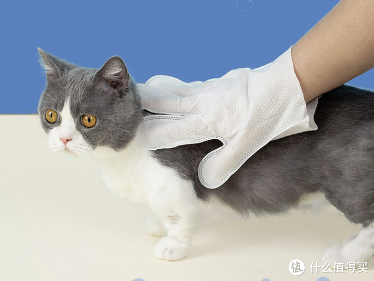 如何给猫咪进行日常清洁？码住这篇清单，手把手教会你！