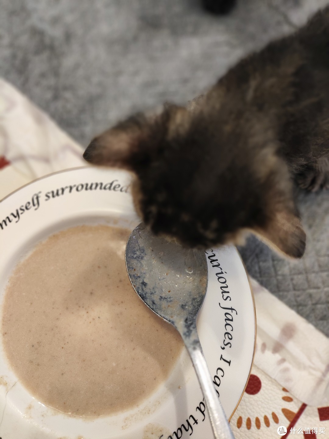 猫崽吃罐头用什么餐具？