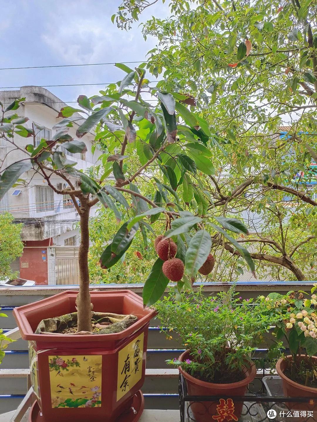 广州一35岁小哥哥，阳台“种荔枝”走红，真壮观，妥妥的视觉盛宴