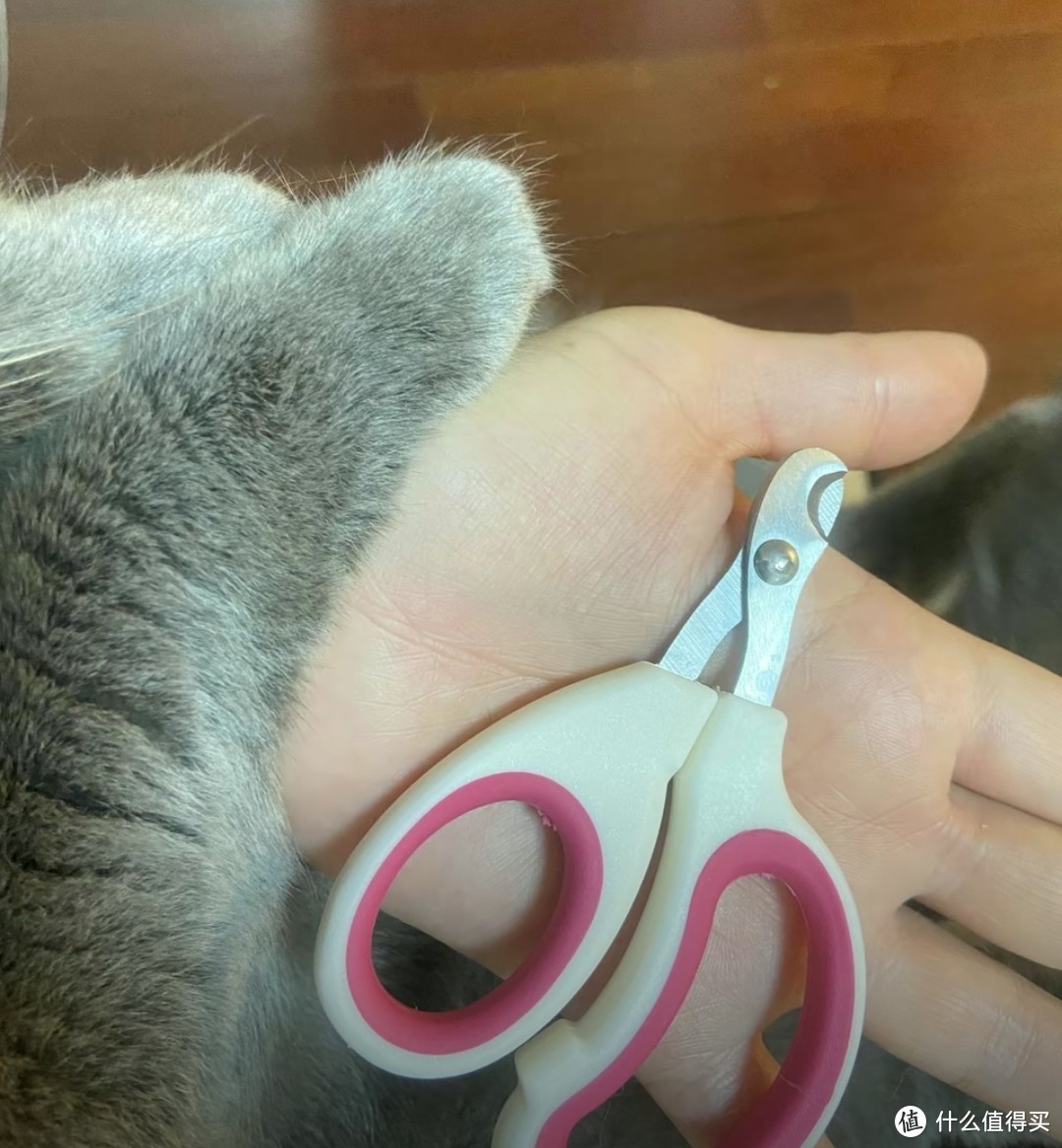 给小猫准备的指甲剪简直好用
