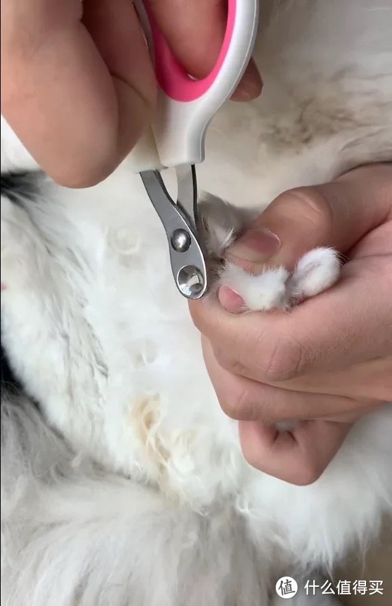 新手养宠家庭看过来，这款指甲剪对宠物很友好！