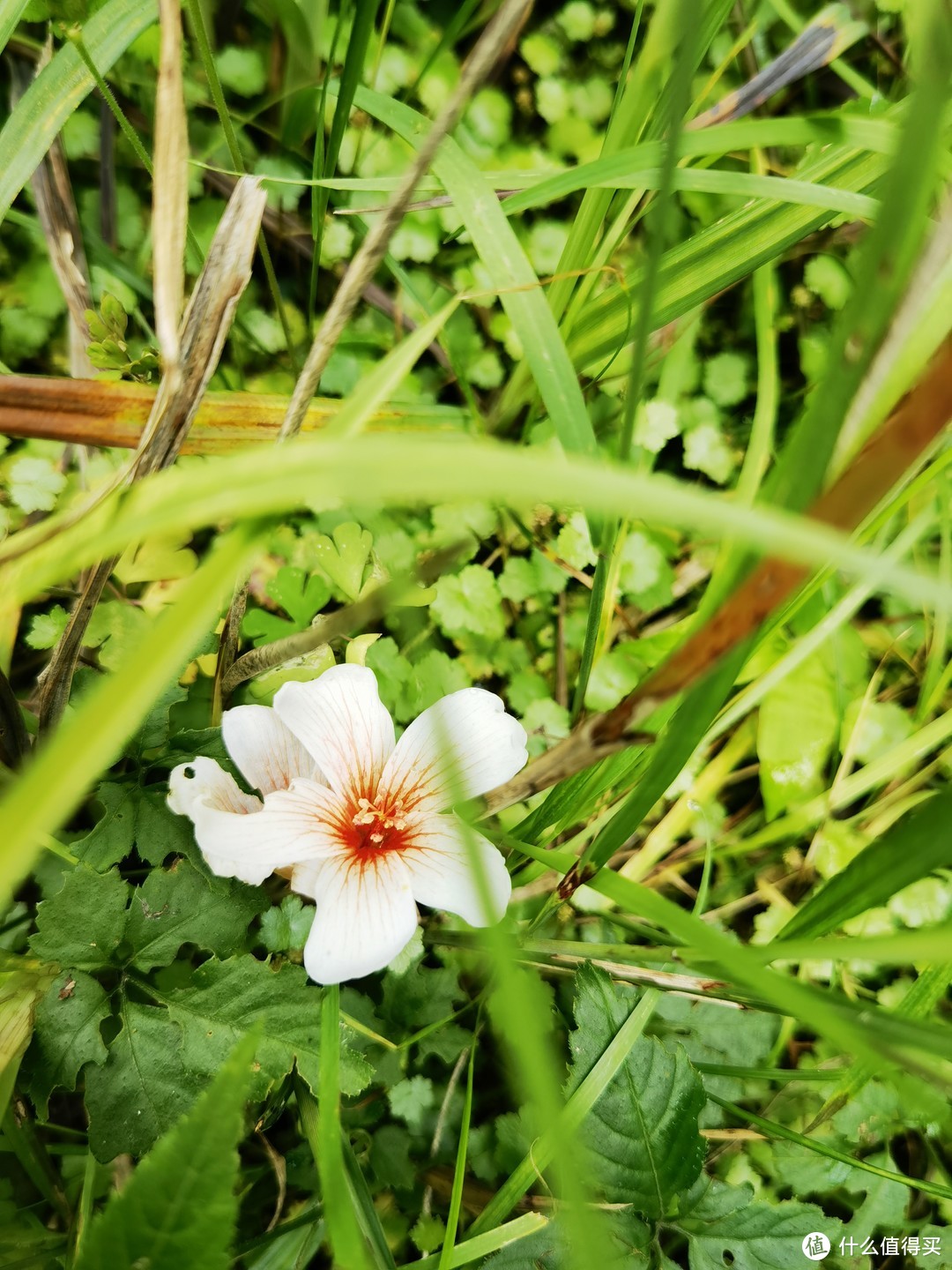 我叫她小白花