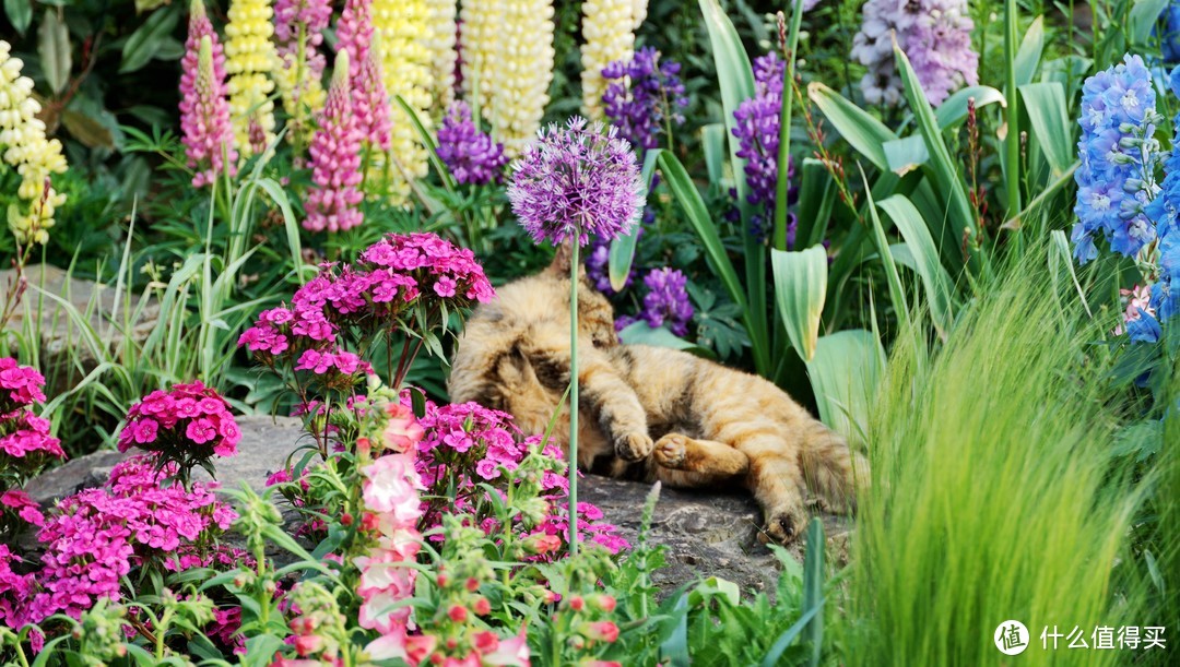 免费游览！五一快来上海植物园看上海（国际）花展~