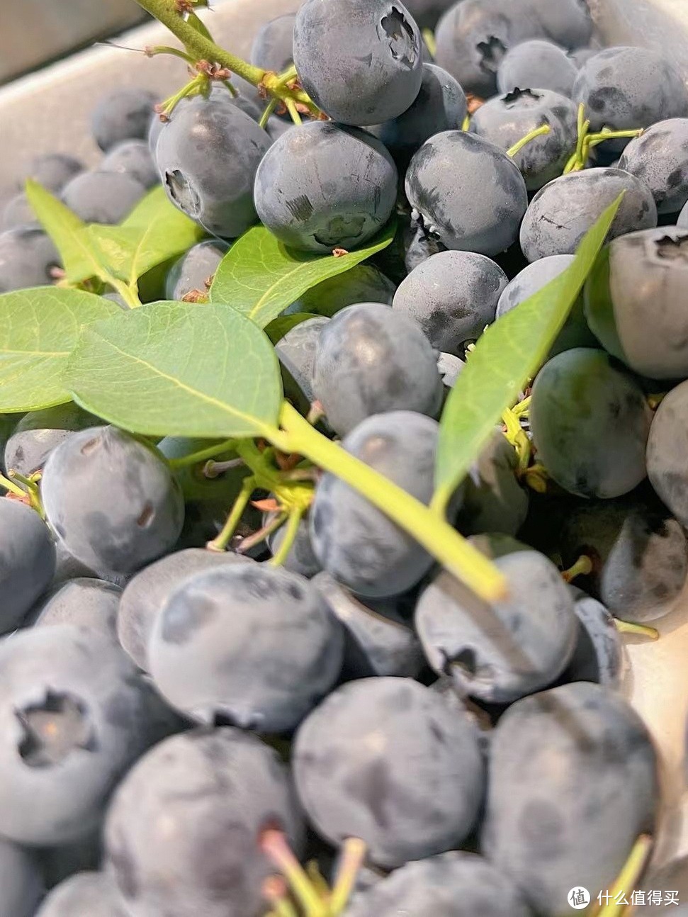 蓝莓很常见，串枝蓝莓不常有