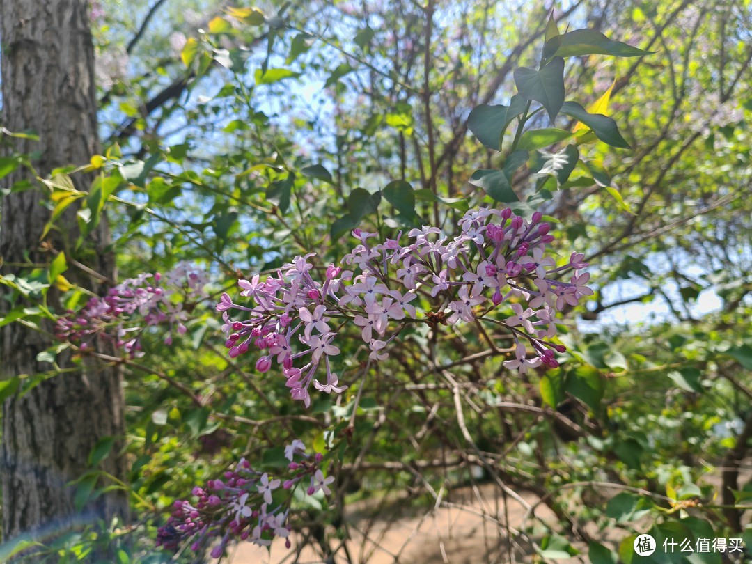 含苞待放的紫色丁香