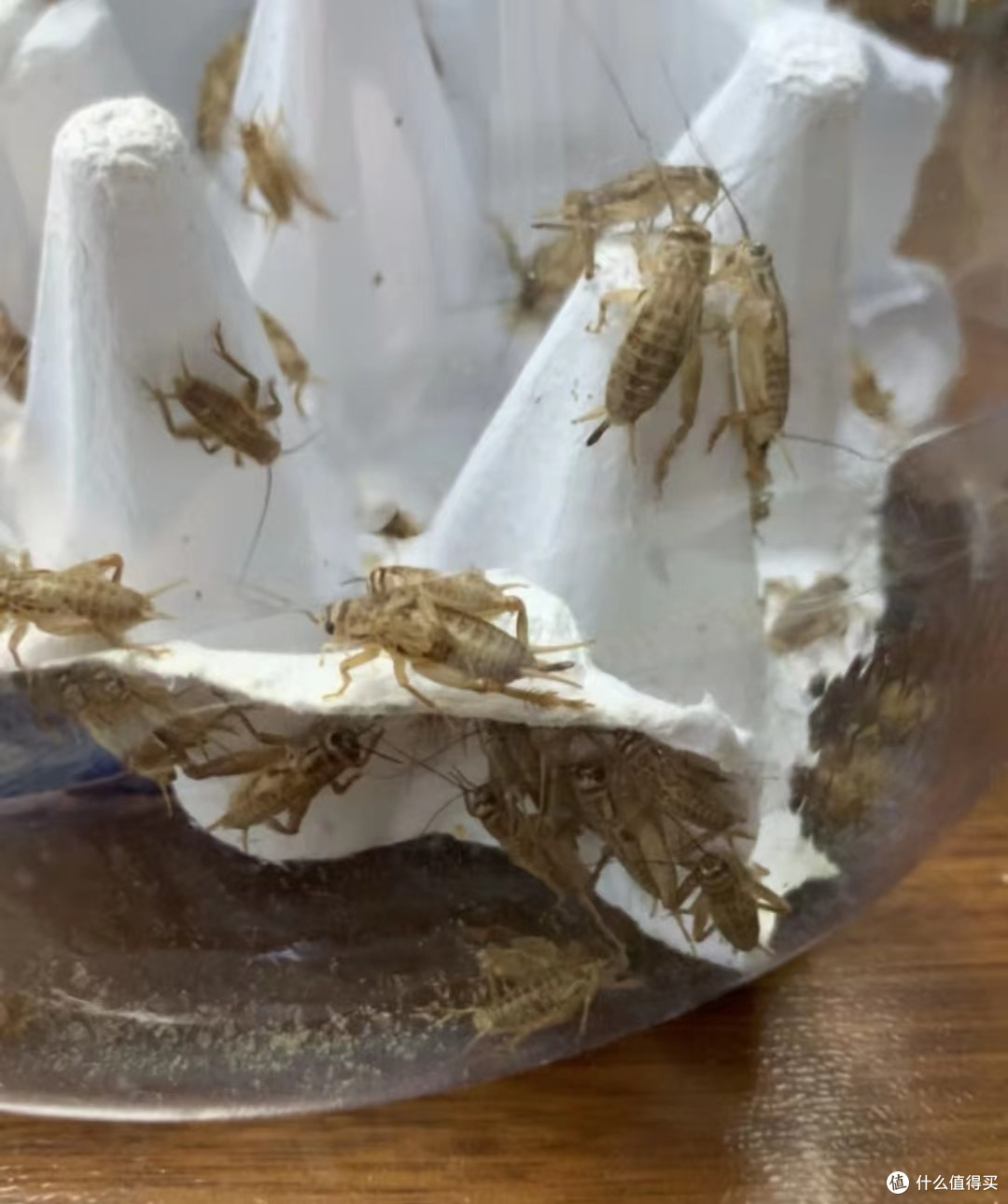 喂了蟋蟀(蛐蛐),儿子的宠物们可就再也回不去了!