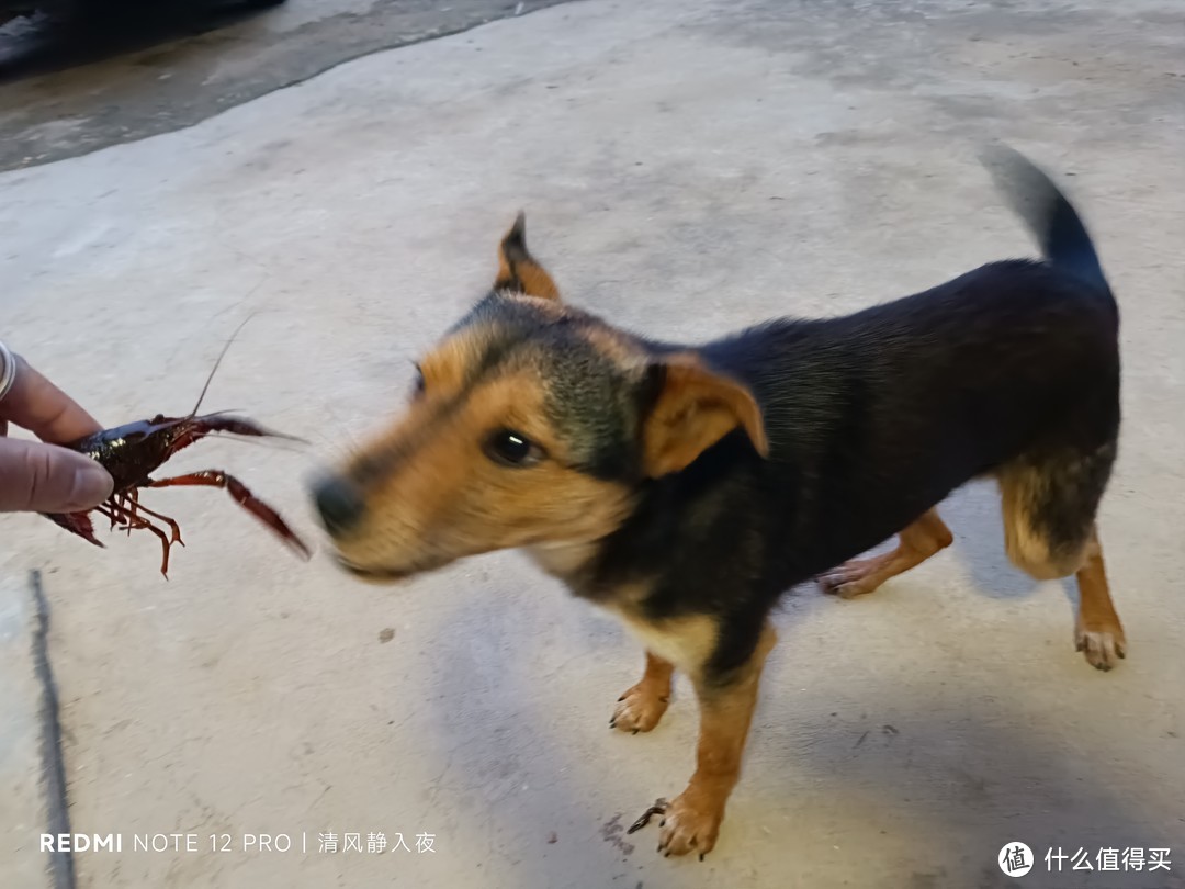 虾塘露营日记：池塘主说介绍他女儿给我认识！我在村里帮忙喂虾，报酬就是油焖蒜蓉，咸辣吃够清蒸一下