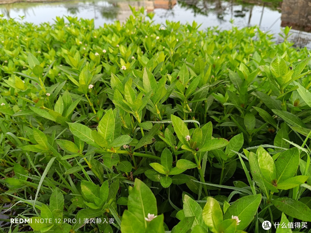 虾塘露营日记：池塘主说介绍他女儿给我认识！我在村里帮忙喂虾，报酬就是油焖蒜蓉，咸辣吃够清蒸一下