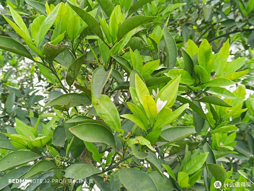 虾塘露营日记：池塘主说介绍他女儿给我认识！我在村里帮忙喂虾，报酬就是油焖蒜蓉，咸辣吃够清蒸一下