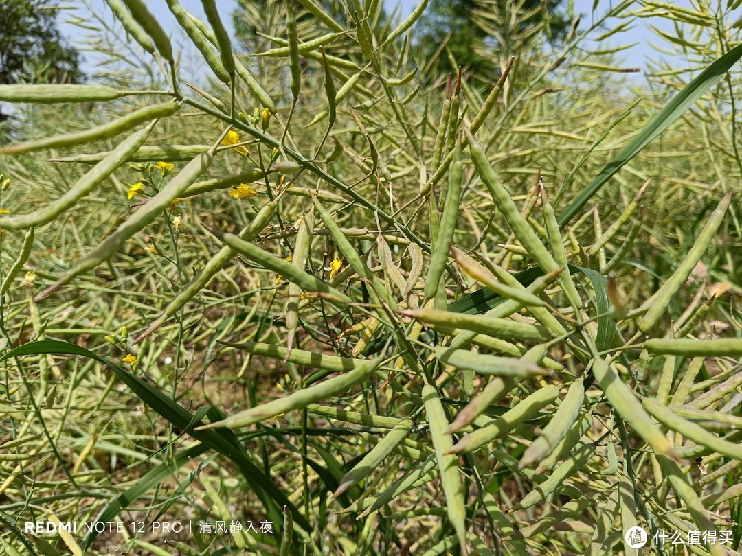 虾塘露营日记：池塘主说介绍他女儿给我认识！我在村里帮忙喂虾，报酬就是油焖蒜蓉，咸辣吃够清蒸一下