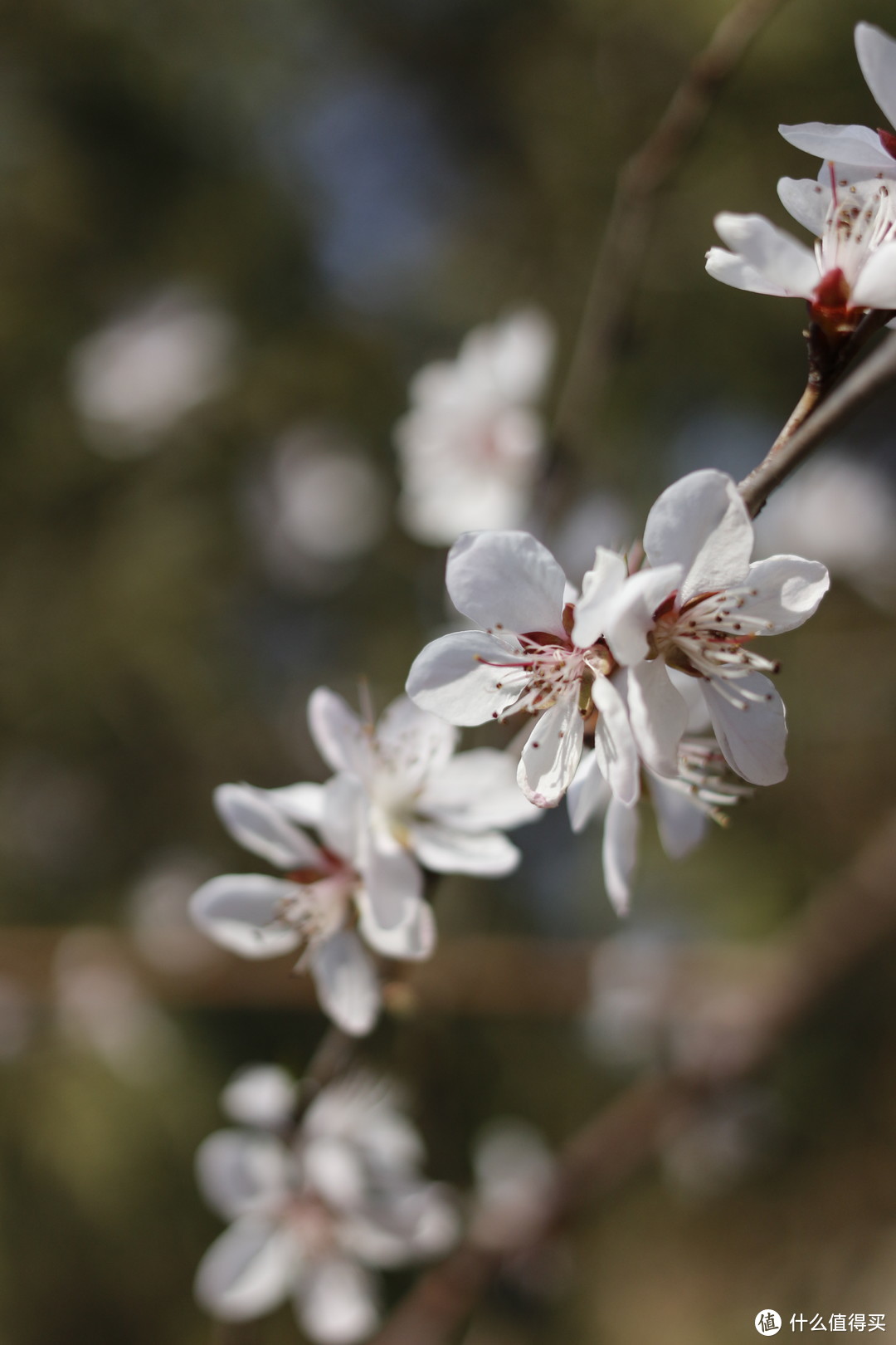 凤凰岭景区的白色梨花，你见过这样令人陶醉的春天吗？