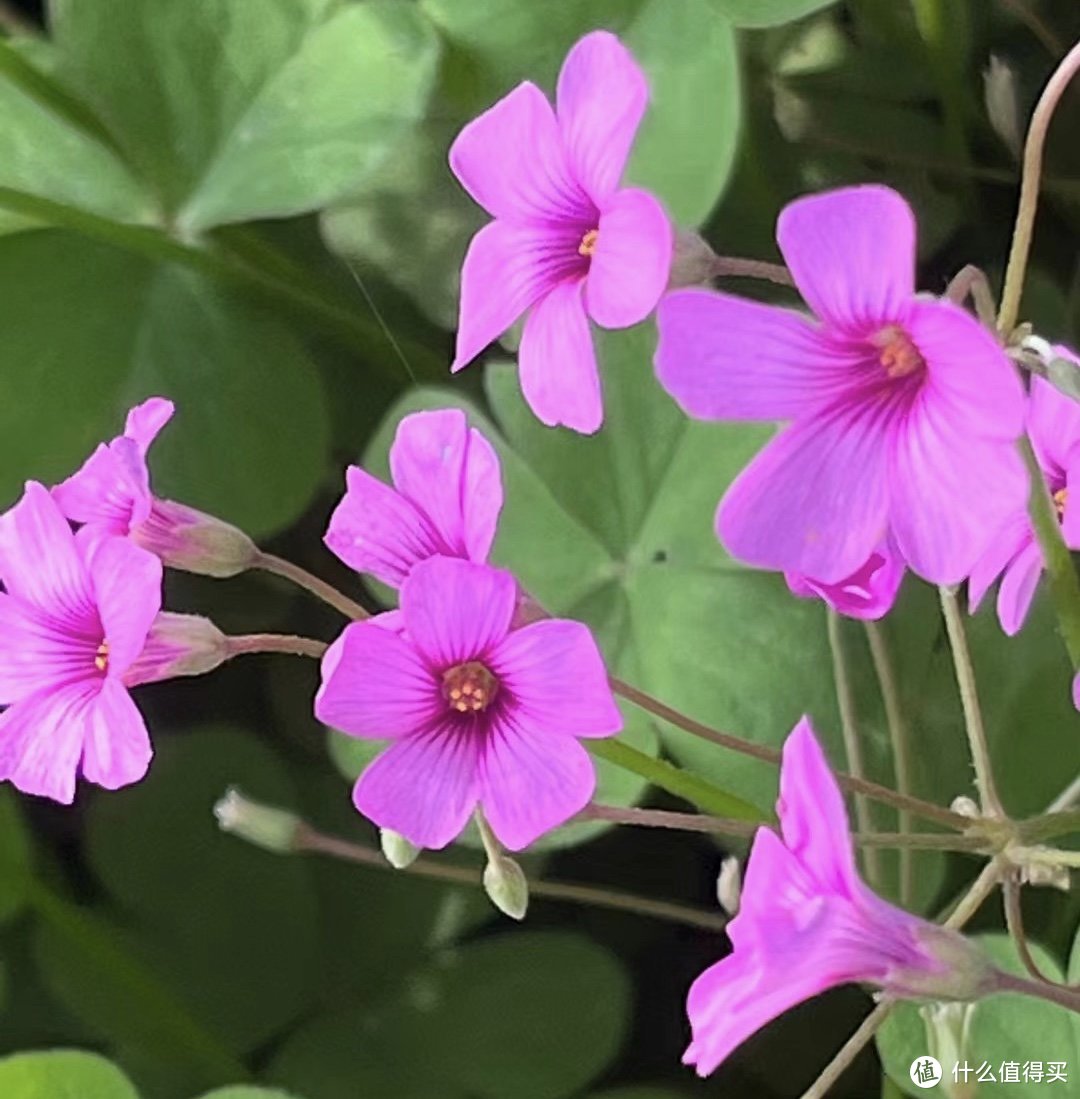 春日里，骑车春游去看花吧～