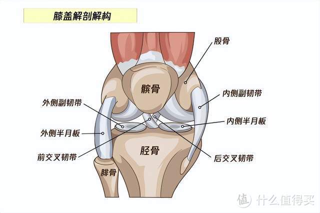 保护膝盖、预防伤病：保而防（BAUERFEIND） 护膝