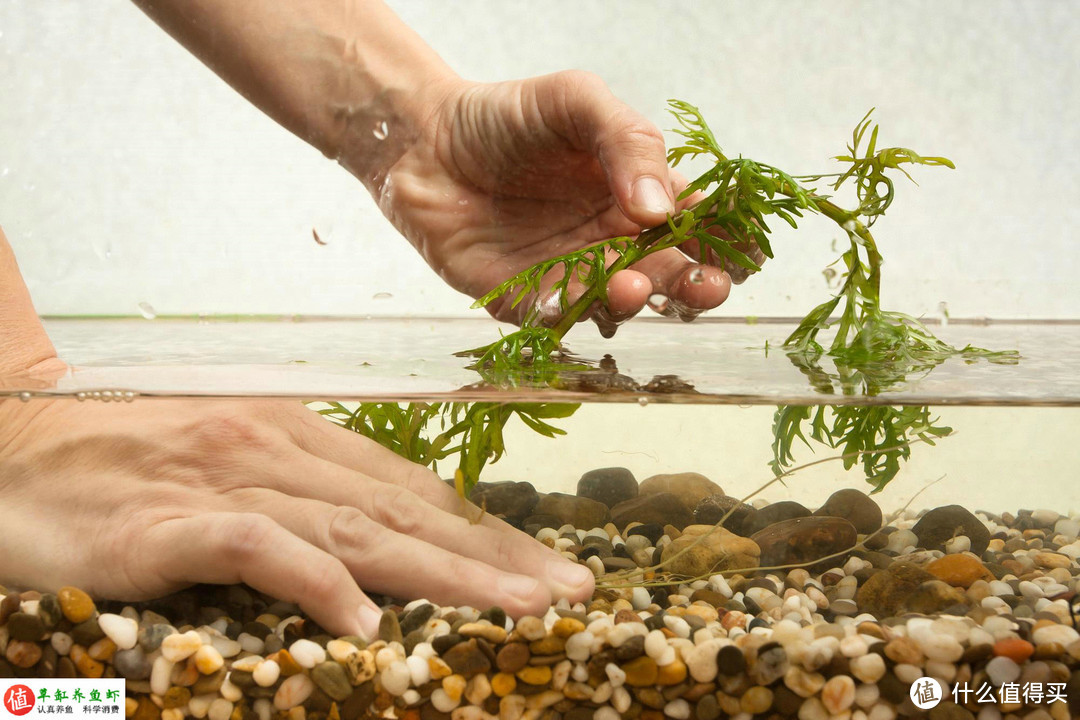 如何养好水草？掌握水草生长的7个因素，养一缸漂亮水草