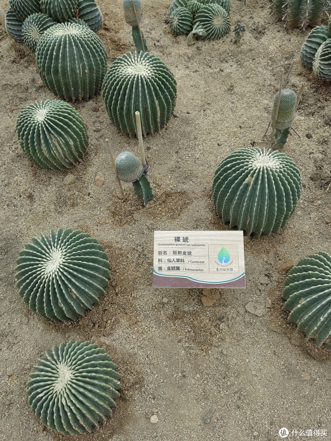 沙生植物