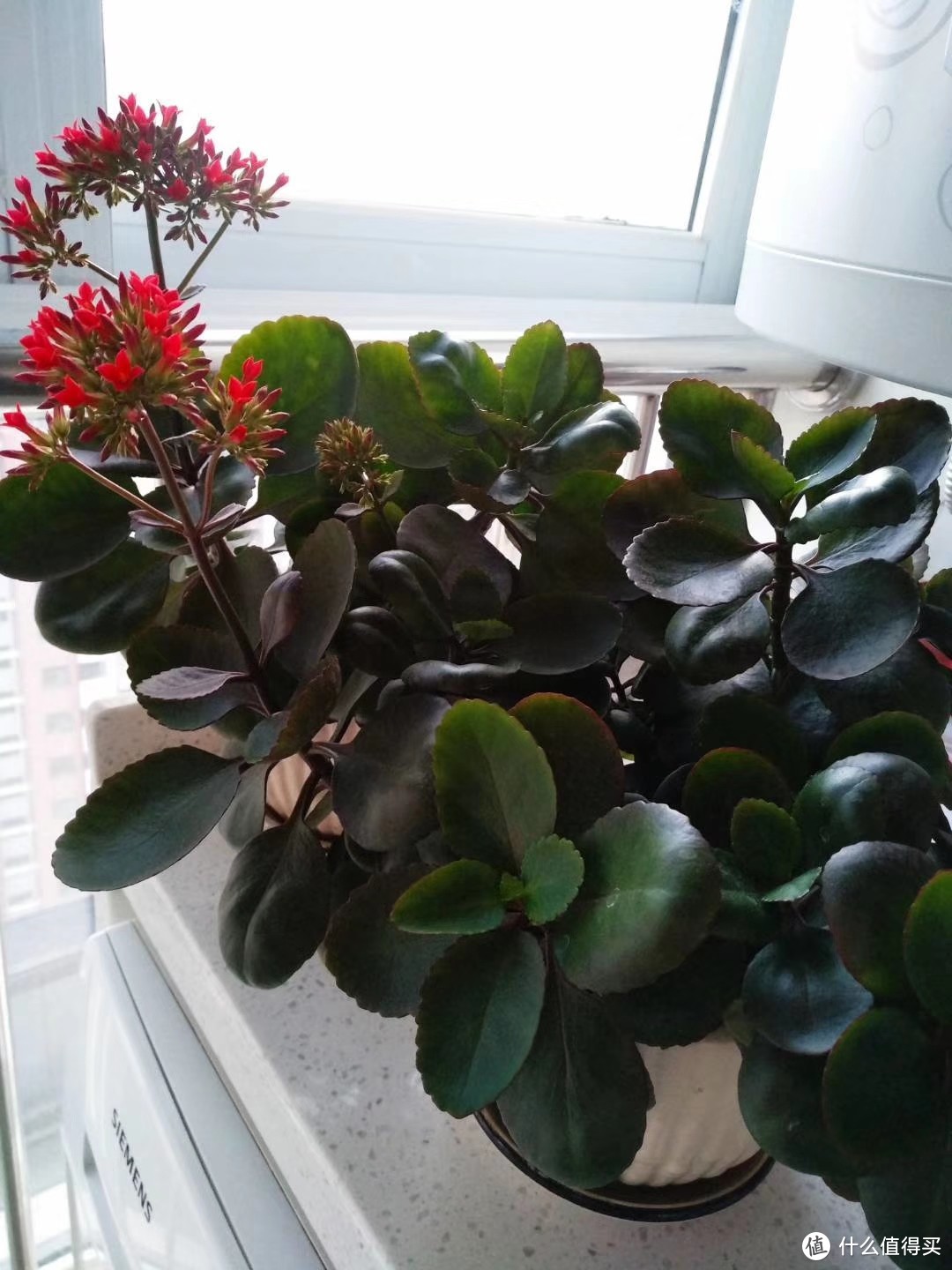 这种植物很好养‖让福寿吉庆的长寿花开满你的阳台