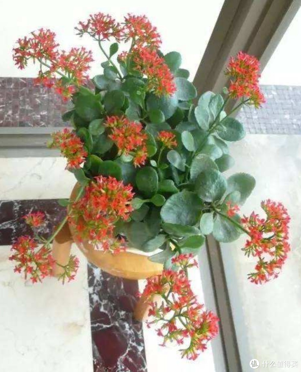 这种植物很好养‖让福寿吉庆的长寿花开满你的阳台