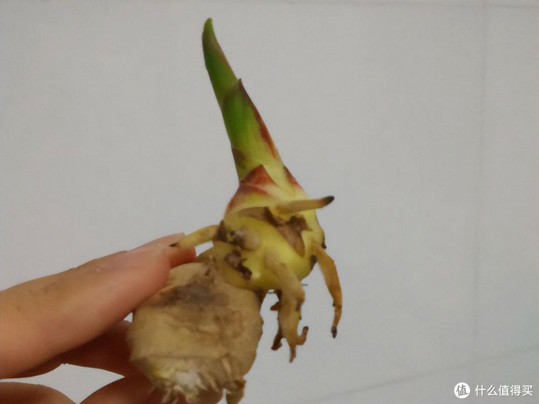 花盆里种“生姜”，比富贵竹都好看，2个月收一次，能吃大半年！