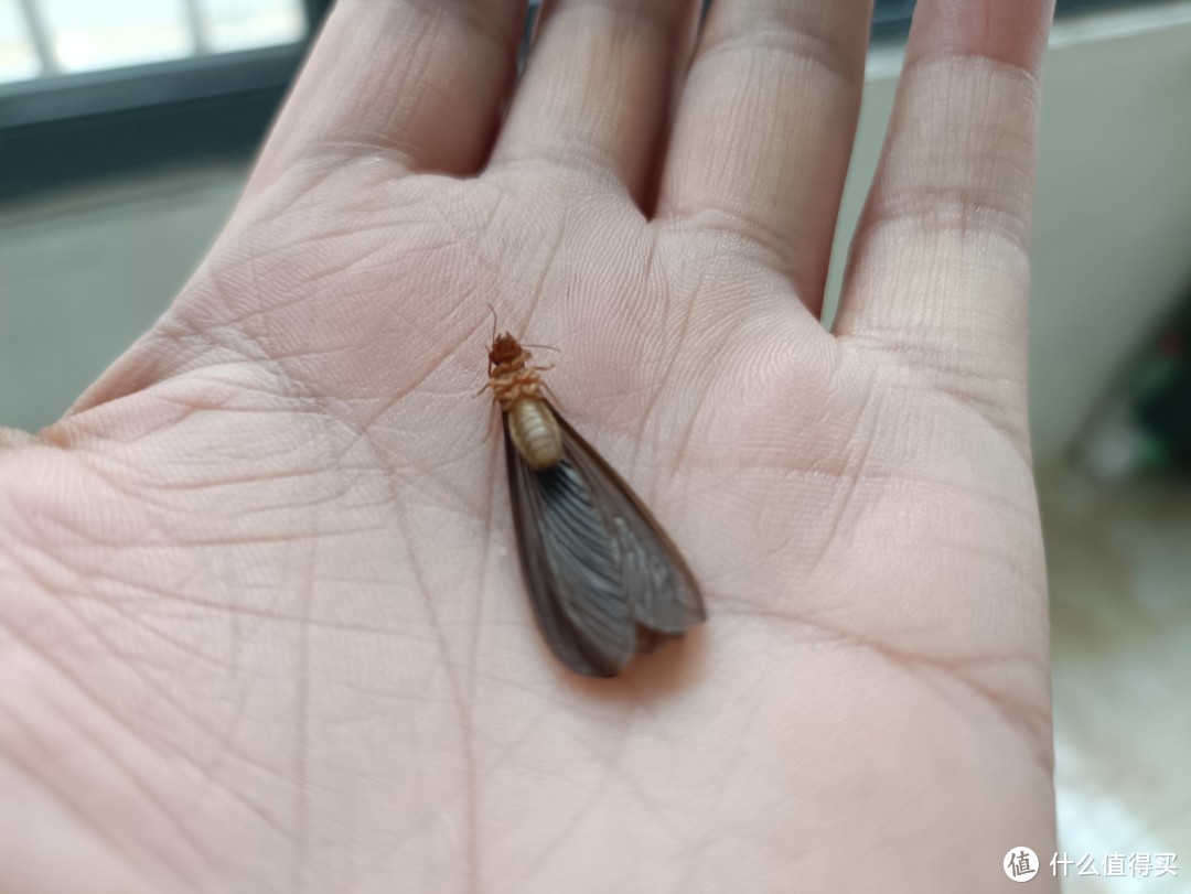 一下雨就飞蚂蚁，家里灭蚊虫就需要电蚊香！