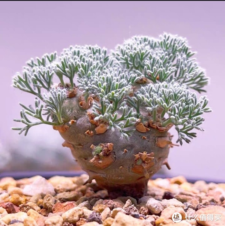 推荐几款你们不曾见过的多肉植物