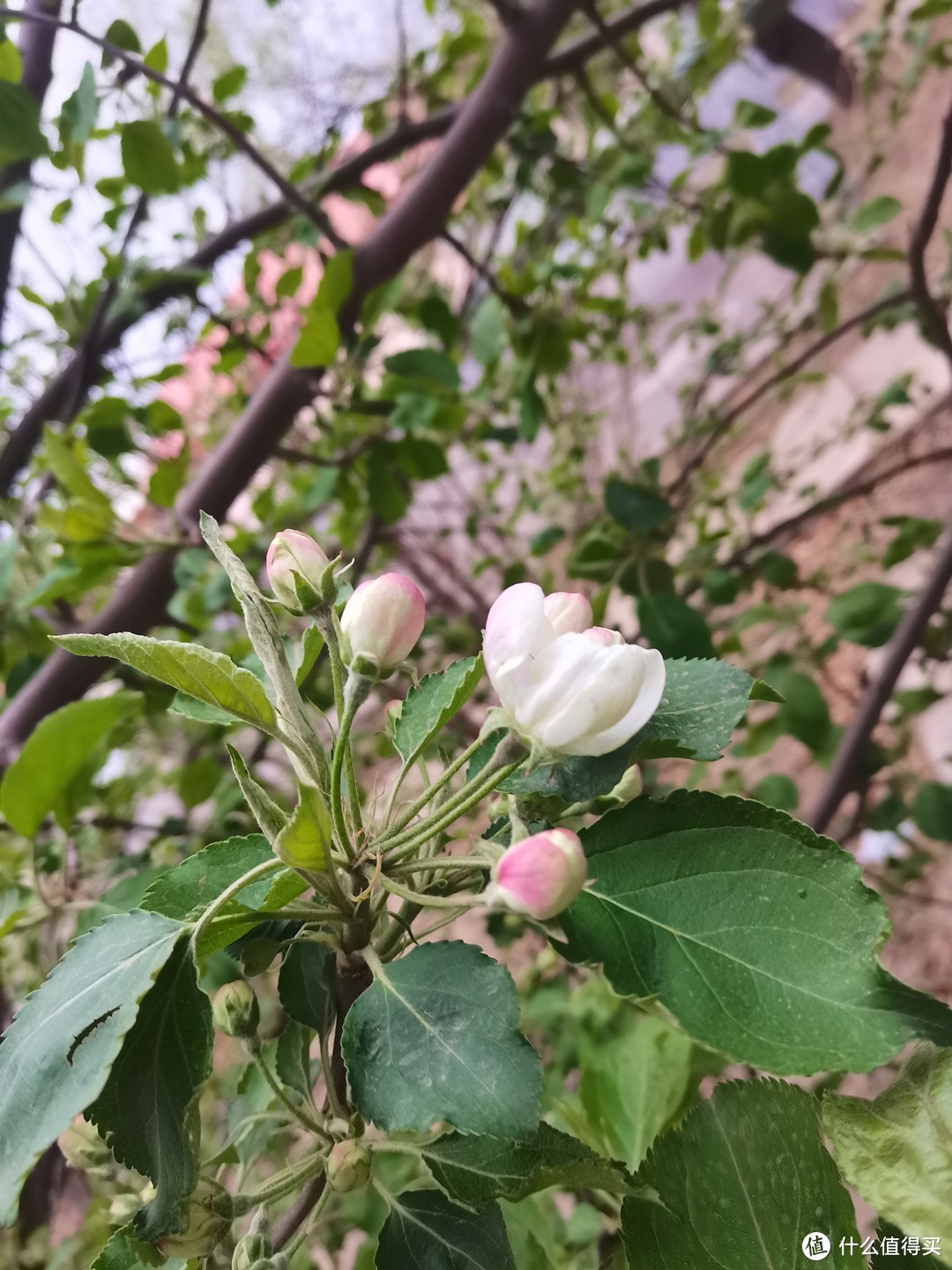 春季里开花十四五六啊，春天来了，是不是开的花就好多好多呀