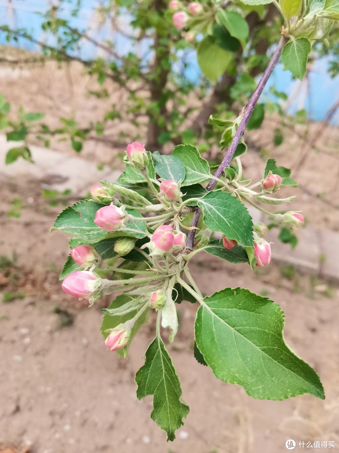 春季里开花十四五六啊，春天来了，是不是开的花就好多好多呀