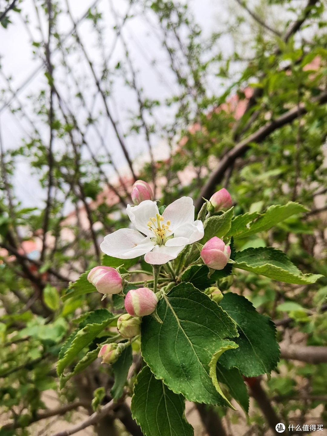 春季里开花十四五六啊，春天来了，是不是开的花就好多好多呀