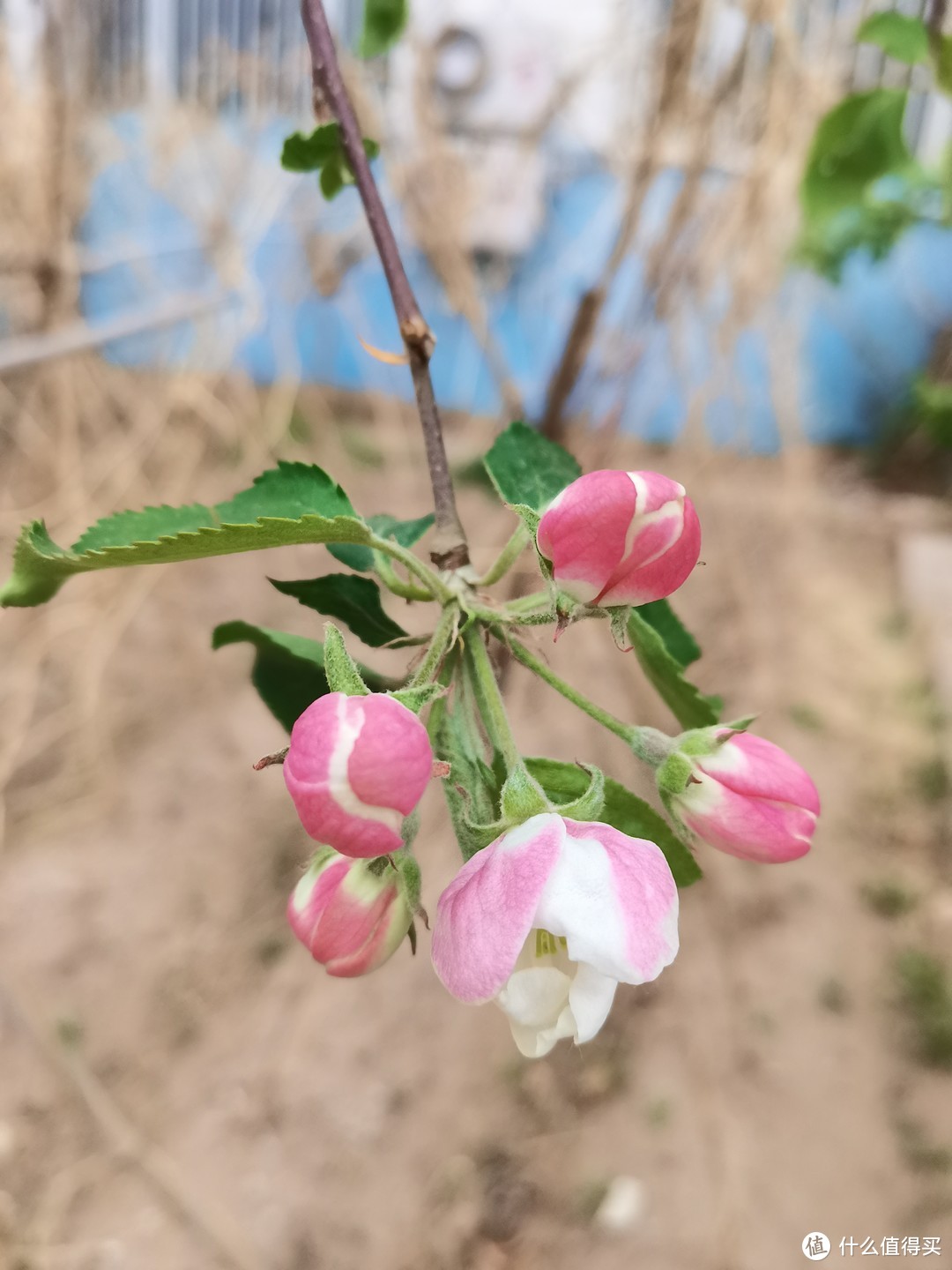 春季里开花十四五六啊，春天来了，是不是开的花就好多好多呀