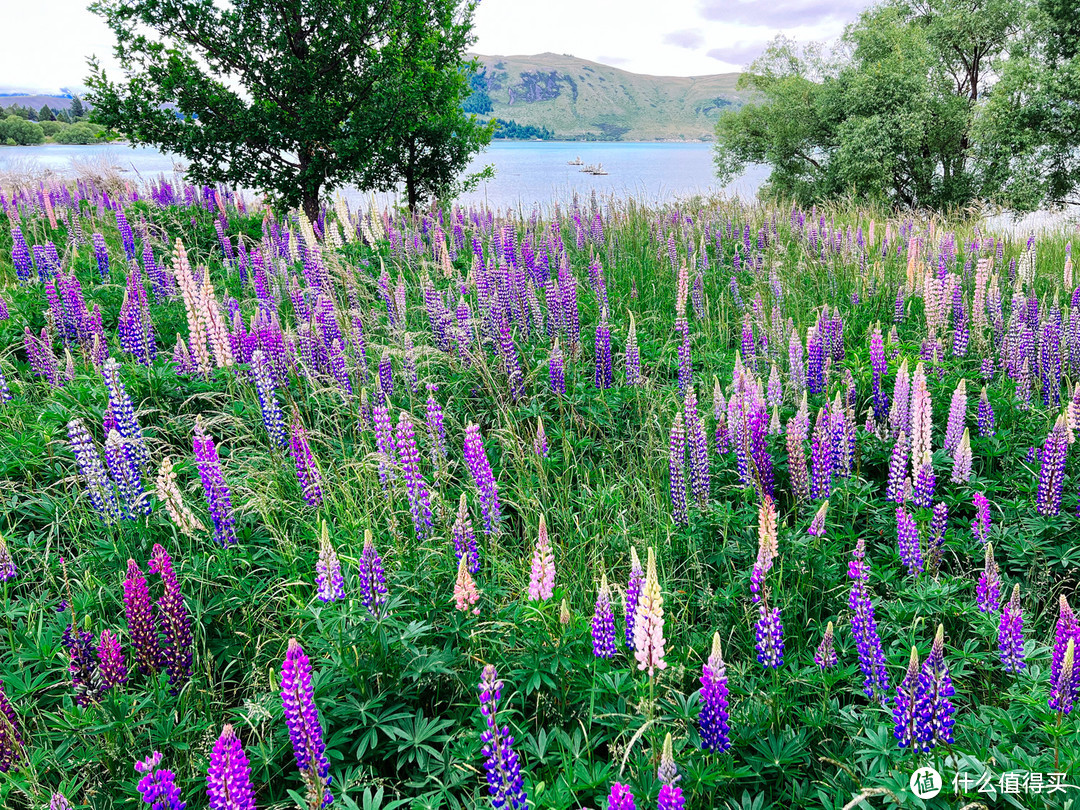 绝美风光的Lake Tekapo