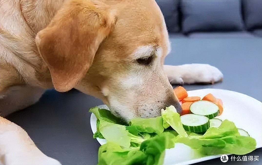 这5个“怪癖”你家狗狗吃饭的时候有吗？