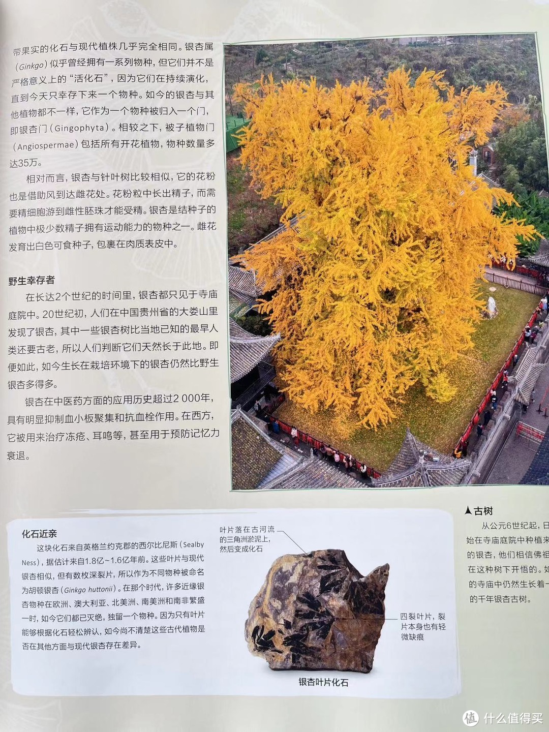 寺庙里生长了前年的银杏树，秋日金黄的树叶让人沉醉