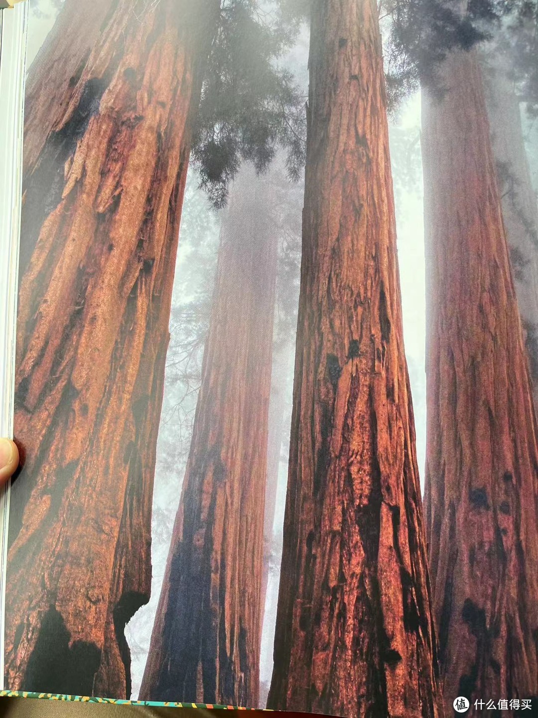 “一旦见过北美红杉，它就会在你的心中留下印记。。。。。。伴你余生，挥之不去”