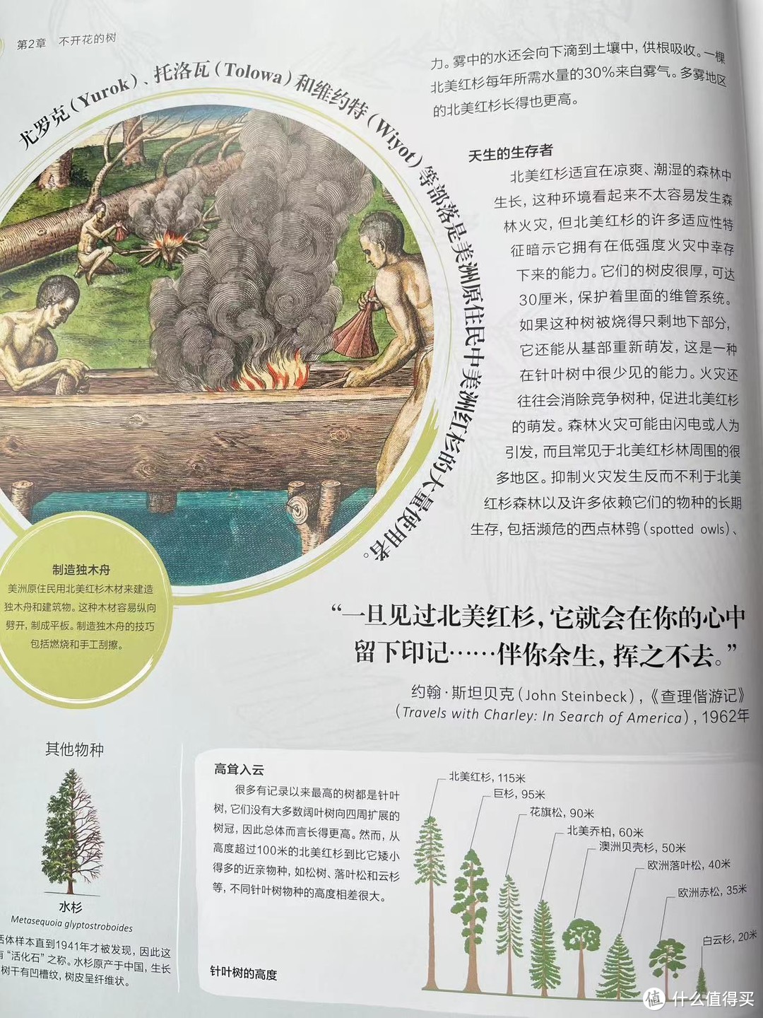 树是大地写在天空的诗——《DK树木大百科》，一本充满感情的树木百科全书