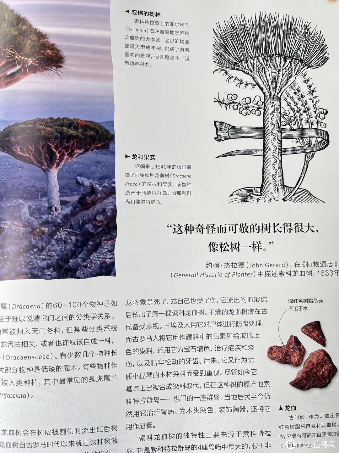 树是大地写在天空的诗——《DK树木大百科》，一本充满感情的树木百科全书