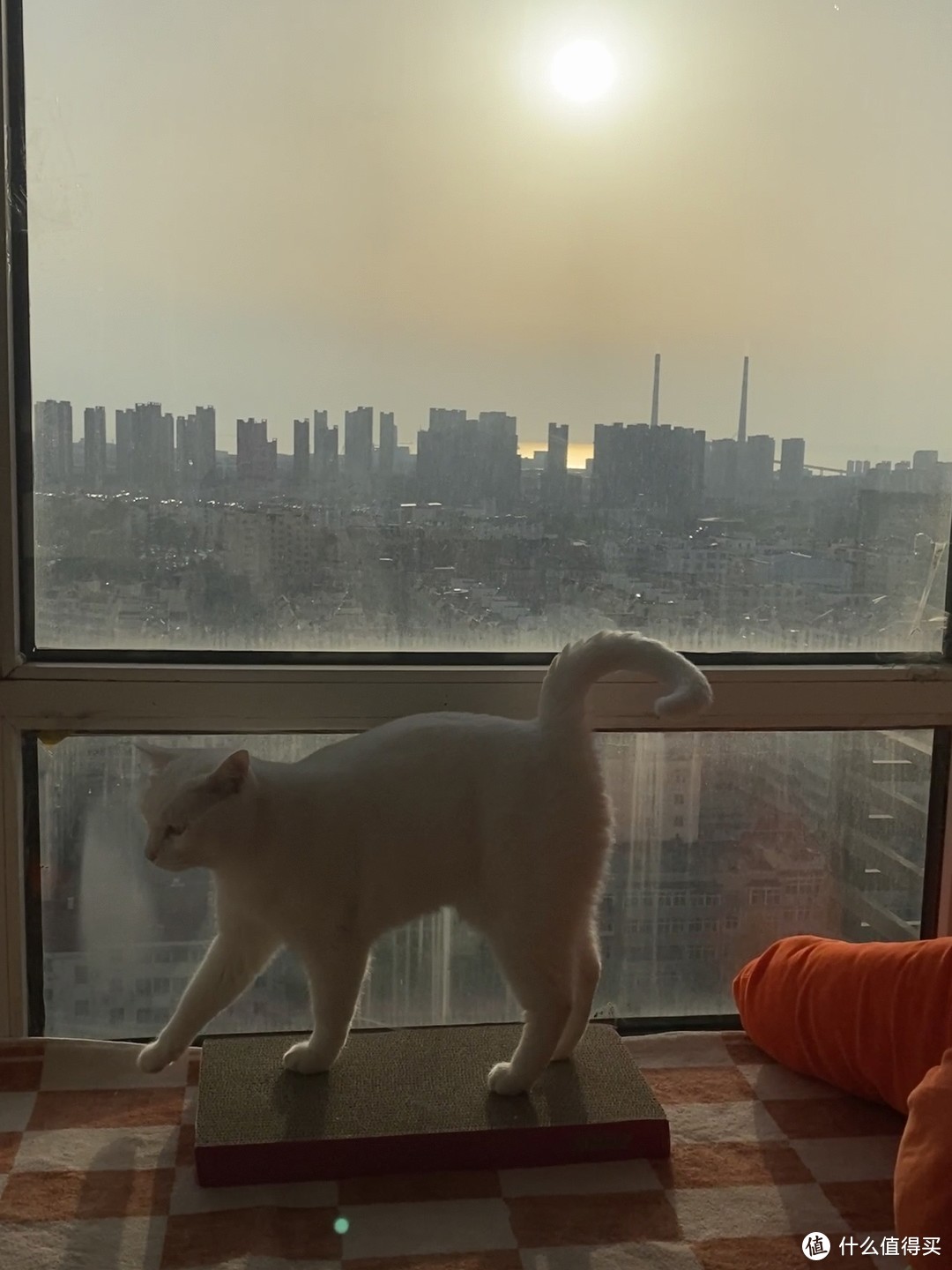 小猫咪喜欢看窗外的风景