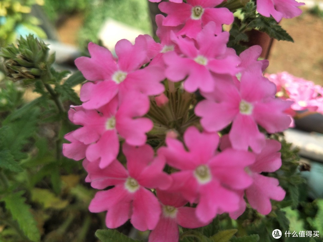 6种耐热花，夏季正是开花好时候，现在入手就能看花！