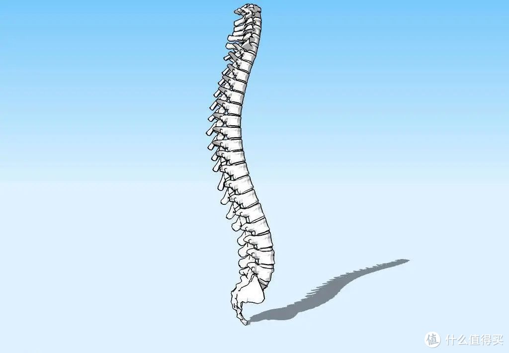 人的脊柱为什么是弯的？