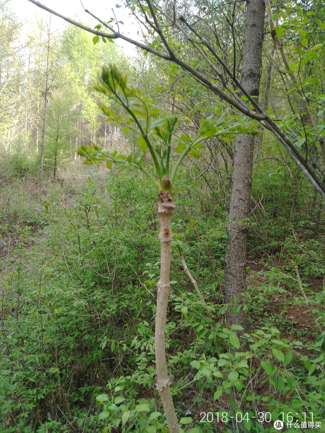 五一劳动节，它就这么有生命力