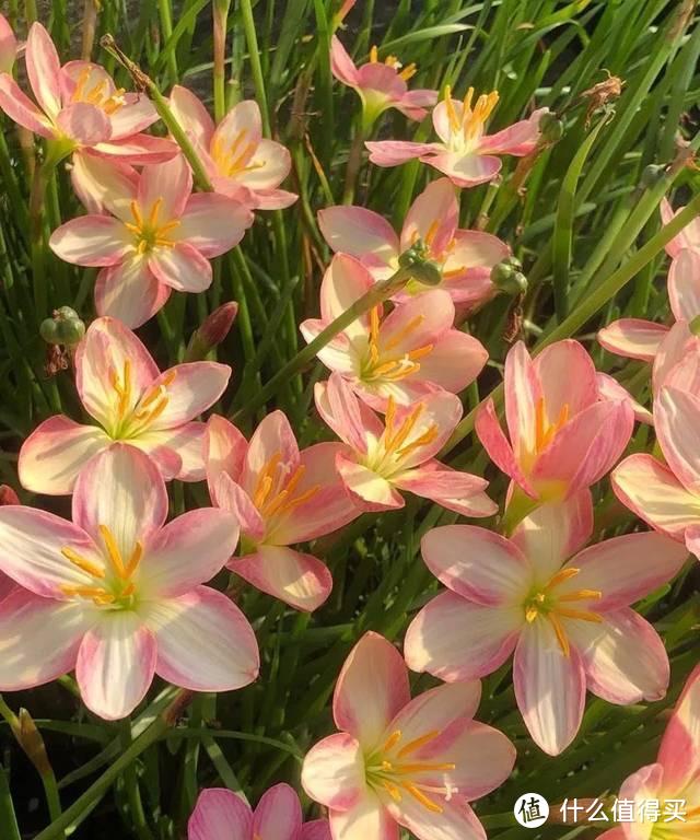 皮实顽强的风雨兰，用“3招”养，开花更多，开花更勤，五颜六色