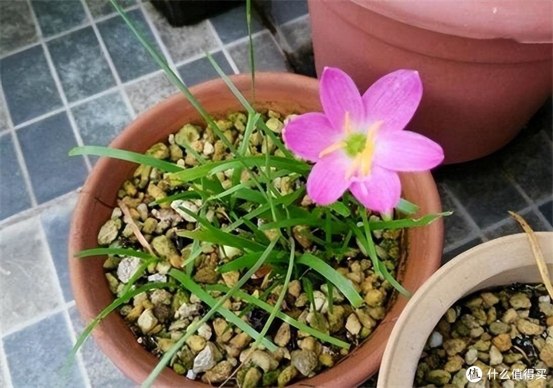 皮实顽强的风雨兰，用“3招”养，开花更多，开花更勤，五颜六色