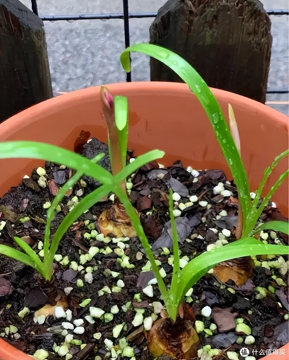 皮实顽强的风雨兰，用“3招”养，开花更多，开花更勤，五颜六色