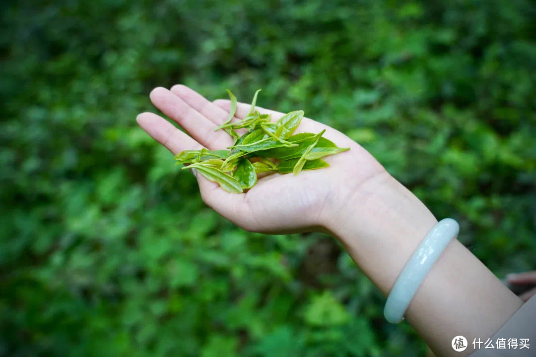 来一杯无污染无公害的雨花茶