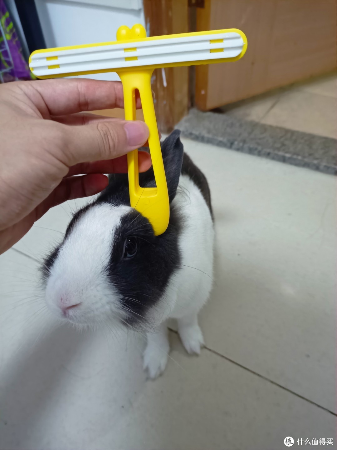 五款宠物粘毛器测评—兔子对我说：你没事吧？🐰💨