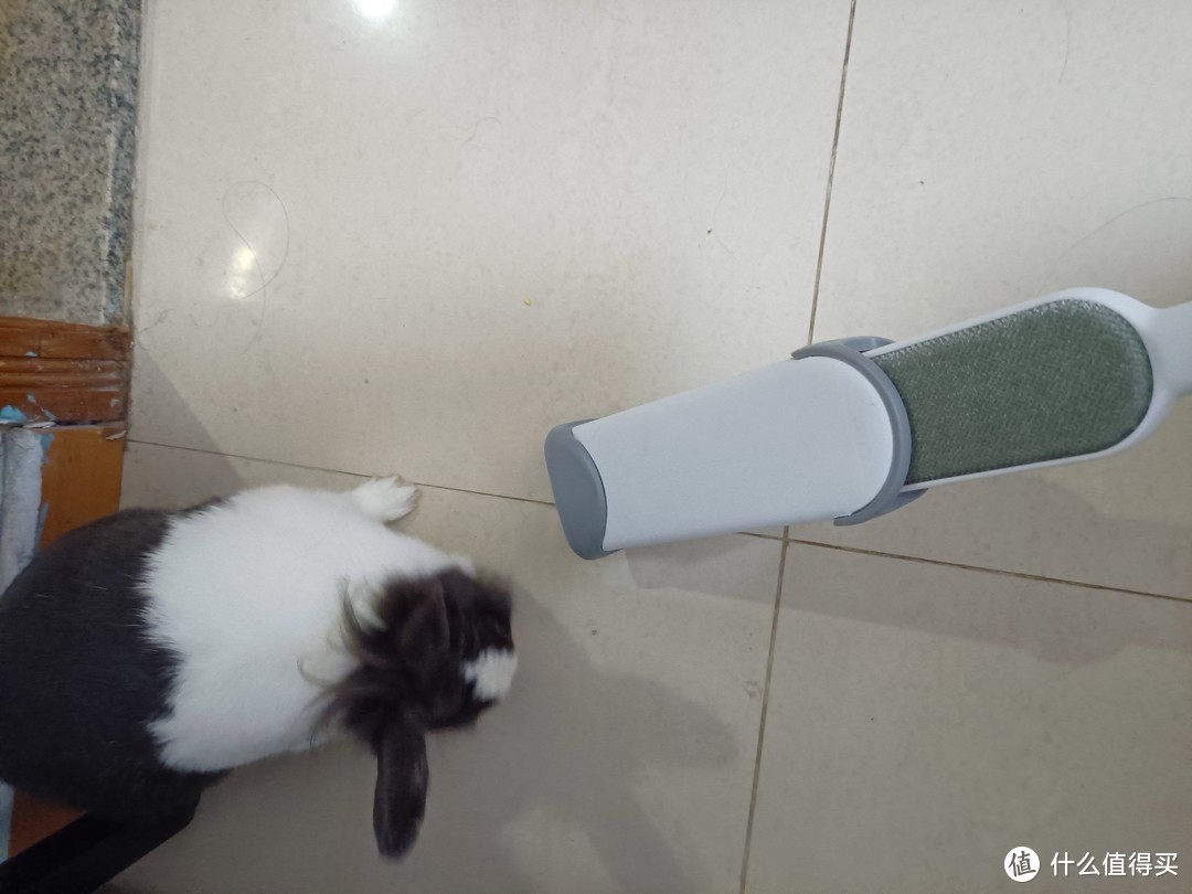 五款宠物粘毛器测评—兔子对我说：你没事吧？🐰💨