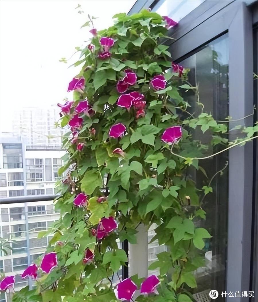 夏天阳台养“5种花”，不停爬藤开花，变成窗帘，家中凉快又好看