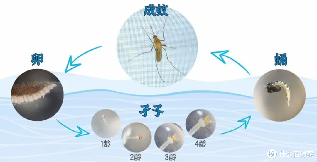 招蚊子体质太苦恼？收藏这份夏季驱蚊五千字秘籍，从原理到应用，带你打响蚊子“歼灭战”！